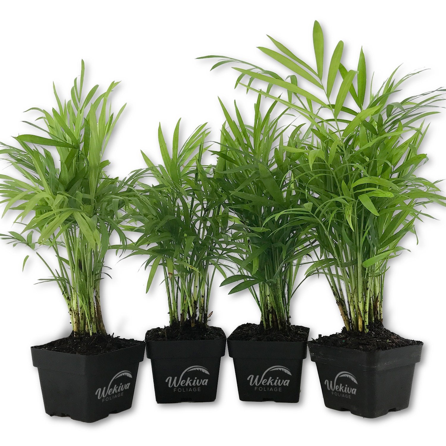 parlor palm trees Neanthe Bella Parlor Palm - Live Plants in 3 Inch Pots - Chamaedorea Elegans
