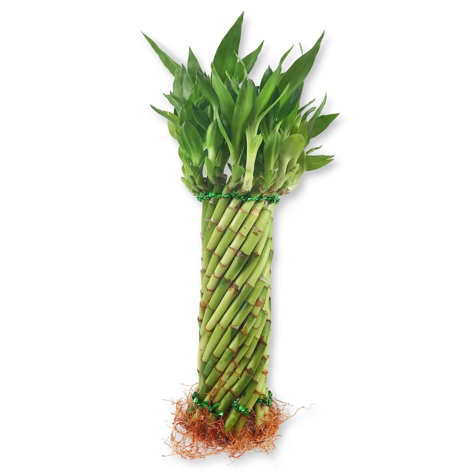 lucky bamboo vs bamboo Tornado Bamboo Topiary - Live Plant - Ships Bare Root - Approx 10 Inch Tall Spiral Shaped Stalks