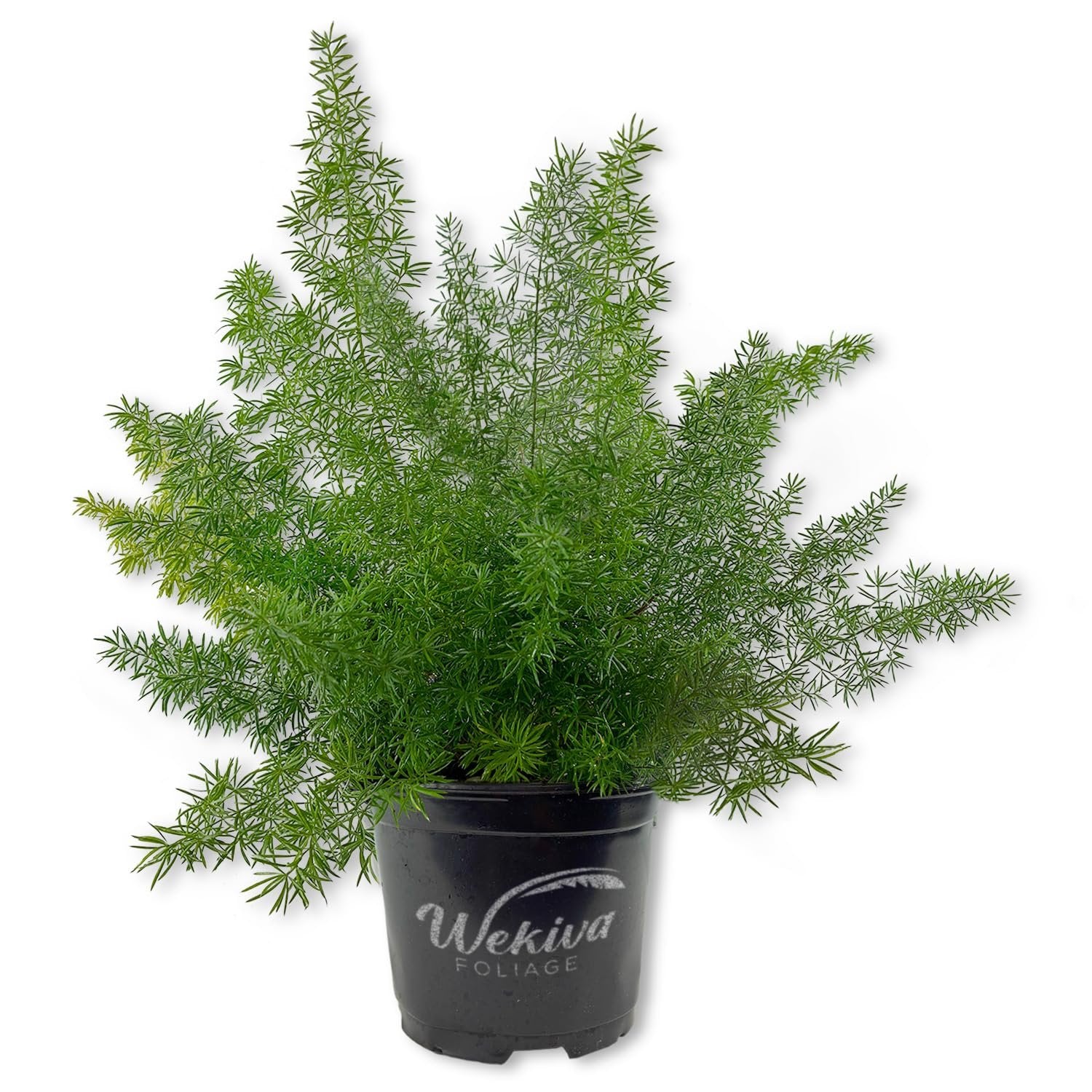 foxtail fern indoor plant care Foxtail Fern - Live Plant in a 6 Inch Grower's Pot - Asparagus Densiflorus