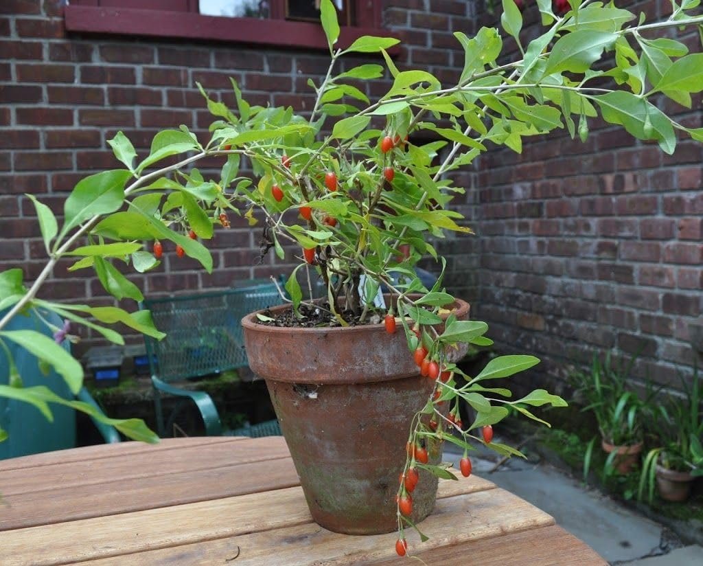 growing goji berry plants in pots Goji Berry Plant - Live Starter Plants in 2 Inch Growers Pots - Lycium Barbarum