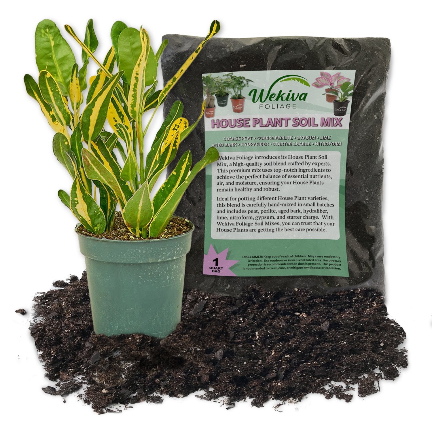 house plant soil mix Croton Banana and Soil Mix Combo - Live Plant in a 4 Inch Pot with 1 Quart HousePlant Soil Mix