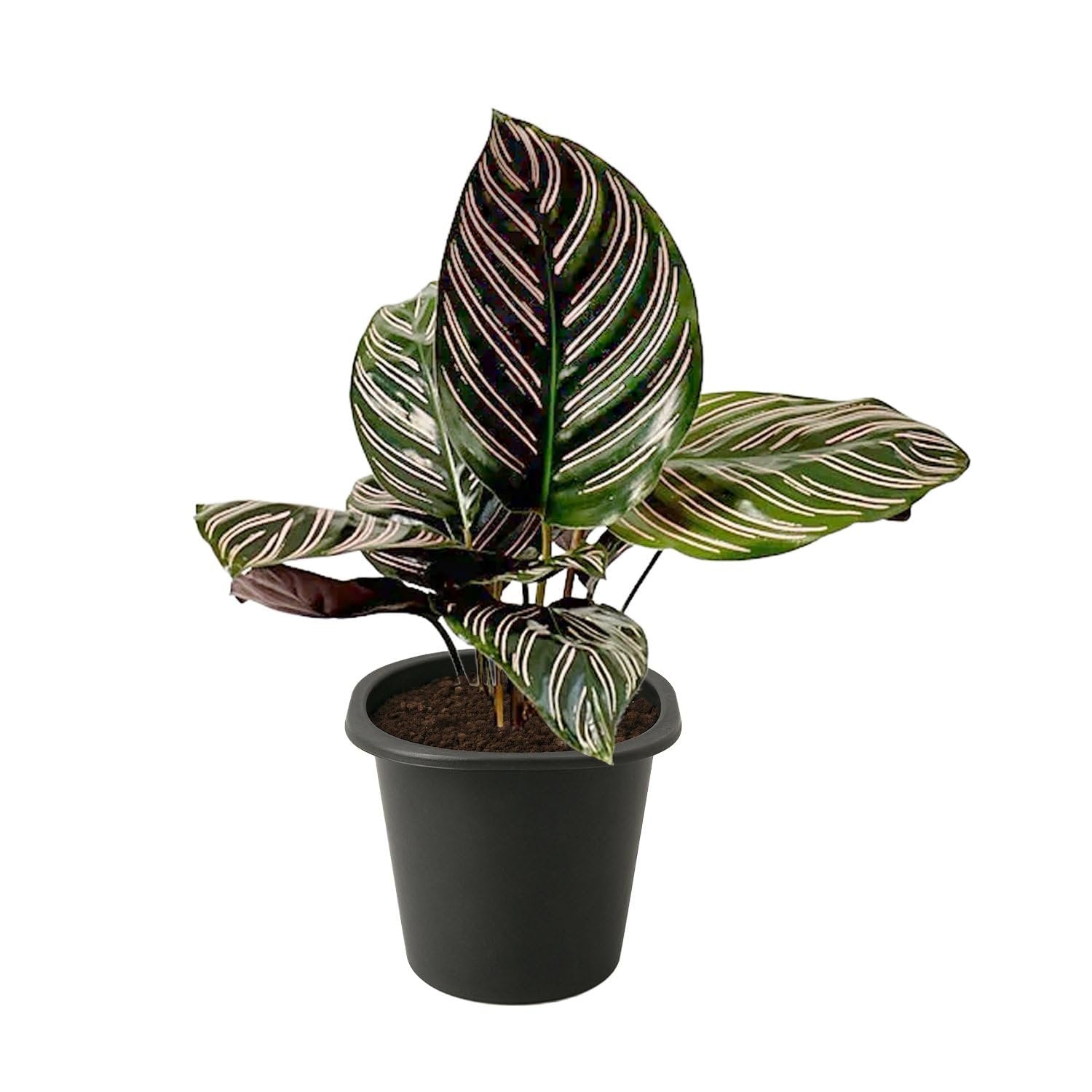 Pinstripe Calathea - Live Starter Plants - Calathea Ornata - Beautiful   Wekiva Foliage