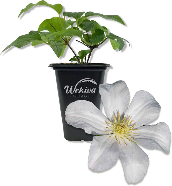 Clematis Huldine - Live Starter Plants in 2 Inch Growers Pots - Starter Plants Ready for The Garden - Rare Clematis for Collectors