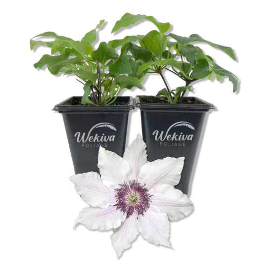 Clematis Snow Queen - Live Starter Plants in 2 Inch Growers Pots - Starter Plants Ready for The Garden - Rare Clematis for Collectors