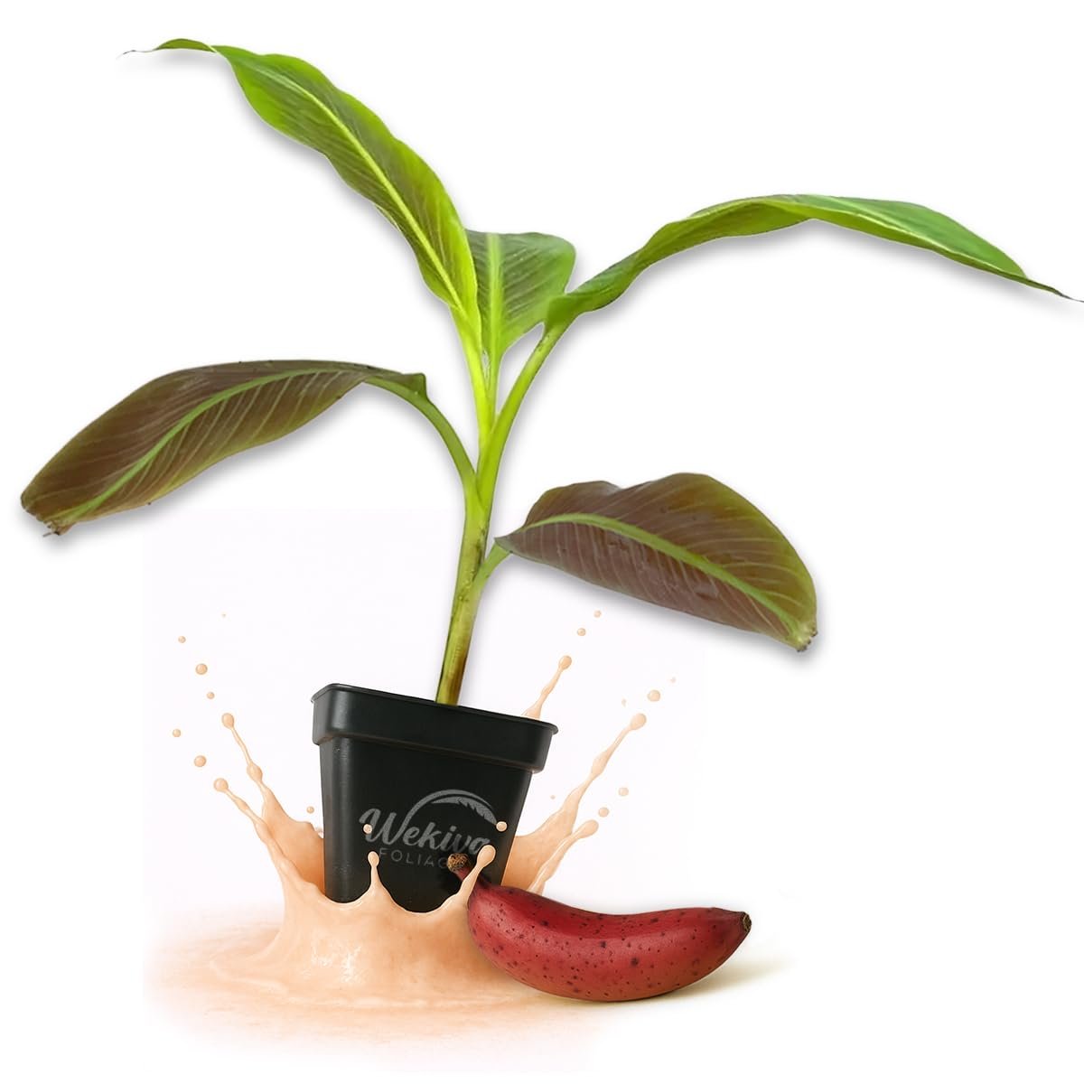 Bordelon Banana Tree - Live Plants in 3 Inch Growers Pots