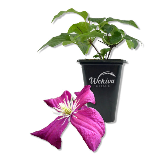 Clematis Madame Julia Correvon - Live Starter Plants in 2 Inch Growers Pots - Starter Plants Ready for The Garden - Beautiful Maroon Flowering Vine