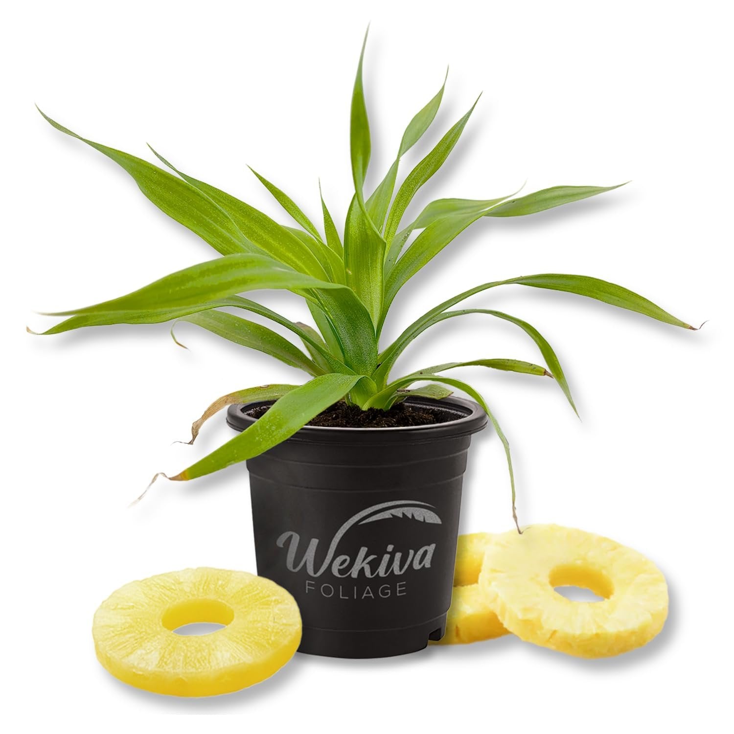 pineapple plant in a pot White Jade Pineapple Plant - Live Plant in a 4 Inch Growers Pot - Ananas Comosus