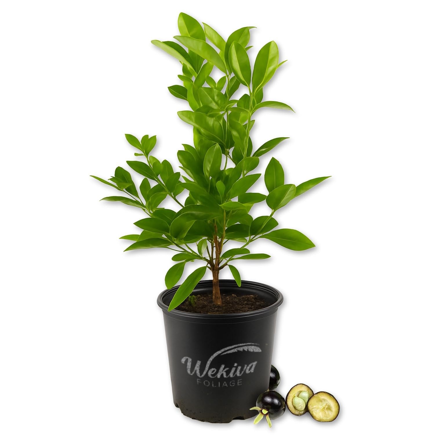 cherry plant in pot Brazilian Cherry Tree - Grumichama