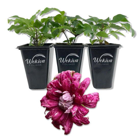 Clematis Purpurea Plenas Elegans - Live Starter Plants in 2 Inch Growers Pots - Starter Plants Ready for The Garden - Beautiful Purple Flowering Vine