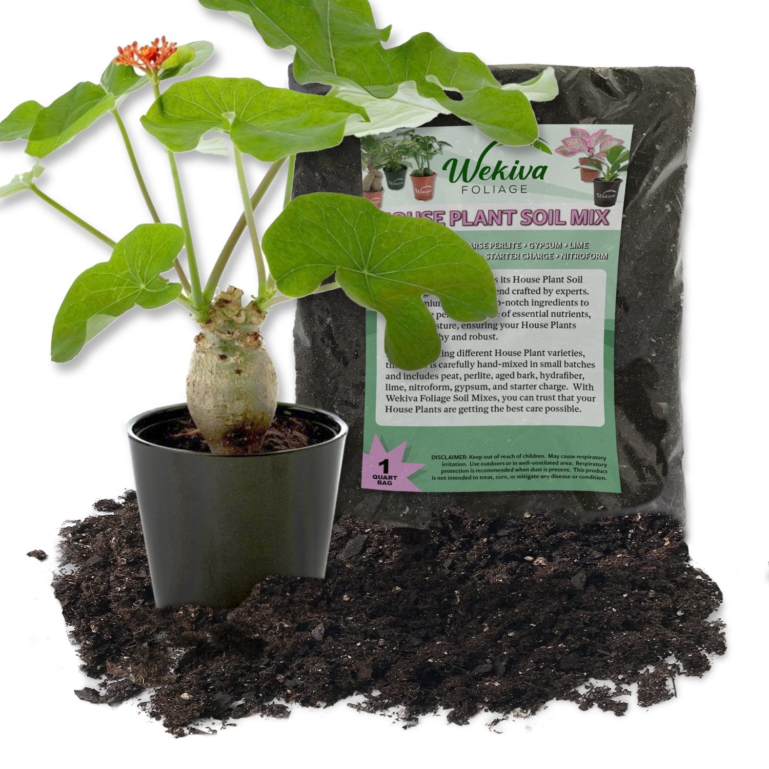 quart pot plant Buddha Belly Plant and Soil Mix Combo