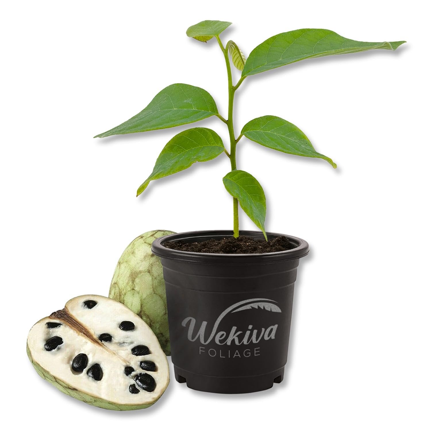 custard apple plant in pot Custard Apple Tree - Cherimoya - Live Plant in a 4 Inch Growers Pot - Annona Cherimola