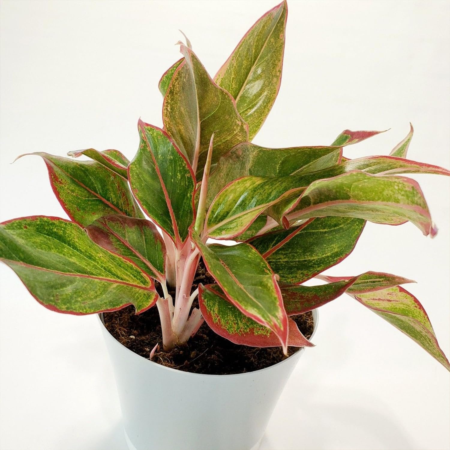 aglaonema live plant Wekiva Foliage Aglaonema Firecracker-Live Plant in an 8 in. Growers Pot-Aglaonema Siam Aurora-Easy Care Air Purifying Plant