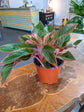 Aglaonema Aurora Siam - Live Plant in a 6 Inch Pot - Florist Quality Air Purifying Indoor Plant