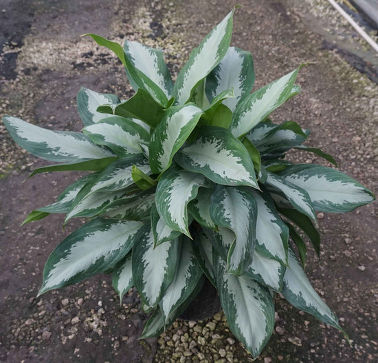 Aglaonema Diamond Bay - Live Plant in a 10 Inch Pot - Chinese Evergreen - Florist Quality Air Purifying Indoor Plant