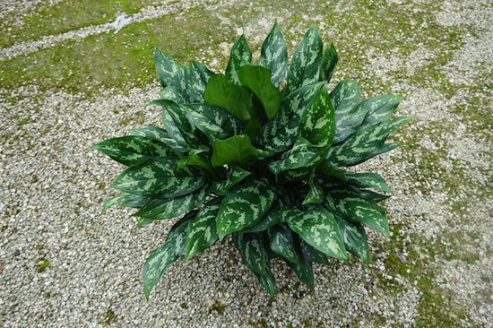 Aglaonema Gemini - Live Plant in a 8 Inch Pot - Chinese Evergreen - Florist Quality Air Purifying Indoor Plant