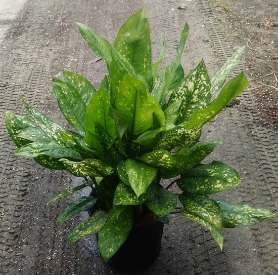 Aglaonema Gold Dust - Live Plant in a 10 Inch Pot - Chinese Evergreen - Florist Quality Air Purifying Indoor Plant