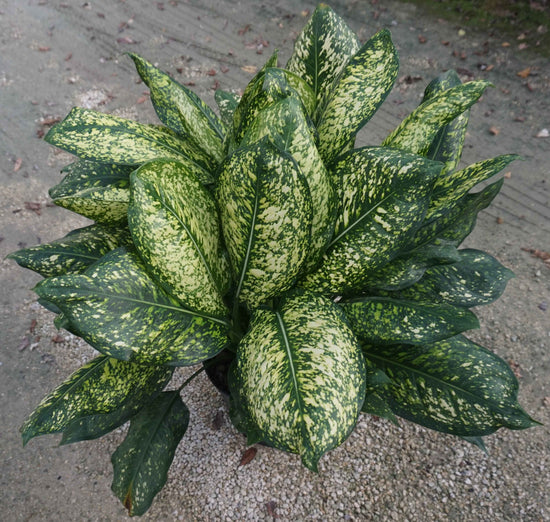 Aglaonema Lumina - Live Plant in a 10 Inch Pot - Chinese Evergreen - Florist Quality Air Purifying Indoor Plant