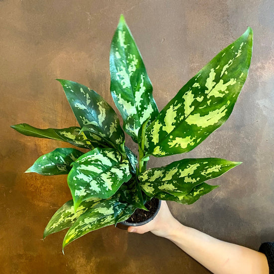 Aglaonema Maria - Live Plant in a 6 Inch Pot - Chinese Evergreen - Florist Quality Air Purifying Indoor Plant