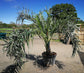 Seashore Palm - Live Plant in a 3 Gallon Pot - Allagoptera Arenaria - Cold Hardy Tropical Palm
