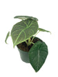 Rare Alocasia Collection - 3 Live Plants in 4 Inch Pots - Grower&