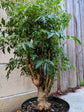 Ming Aralia - Live Plant in a 10 Inch Pot - Polyscias Fruticosa - Beautiful Easy Care Indoor Houseplant