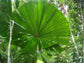 Australian Fan Palm - Live Plant in a 3 Gallon Growers Pot - Licuala Ramsayi - Extremely Rare Ornamental Palms of Florida