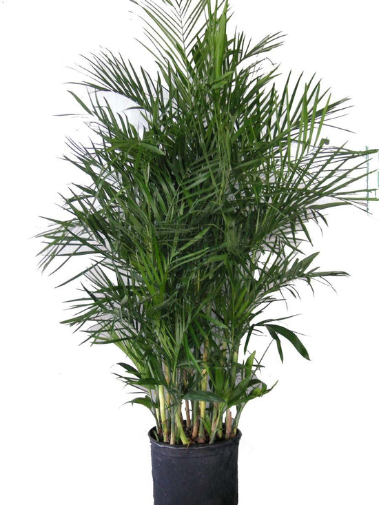 Bamboo Palm - Live Plant in an 10 Inch Growers Pot -Chamaedorea Seifrizii - Beautiful Clean Air Indoor Outdoor Houseplant