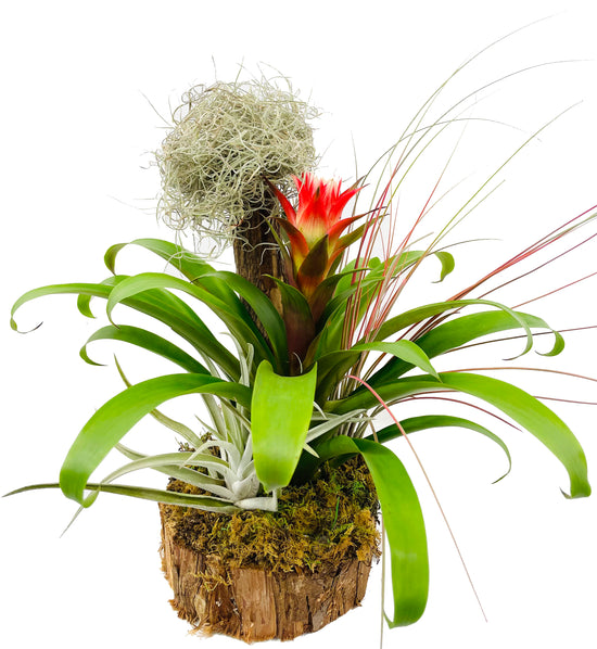 Bromeliad and Air Plant Tree - Live Plants - Hand Crafted Plant Arrangement - Air Purifying - Florist Quality Colorful Indoor Tropical Houseplant -12 Inches Tall