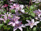 Clematis Hagley Hybrid - Live Plant in a 4 Inch Growers Pot - Clematis &