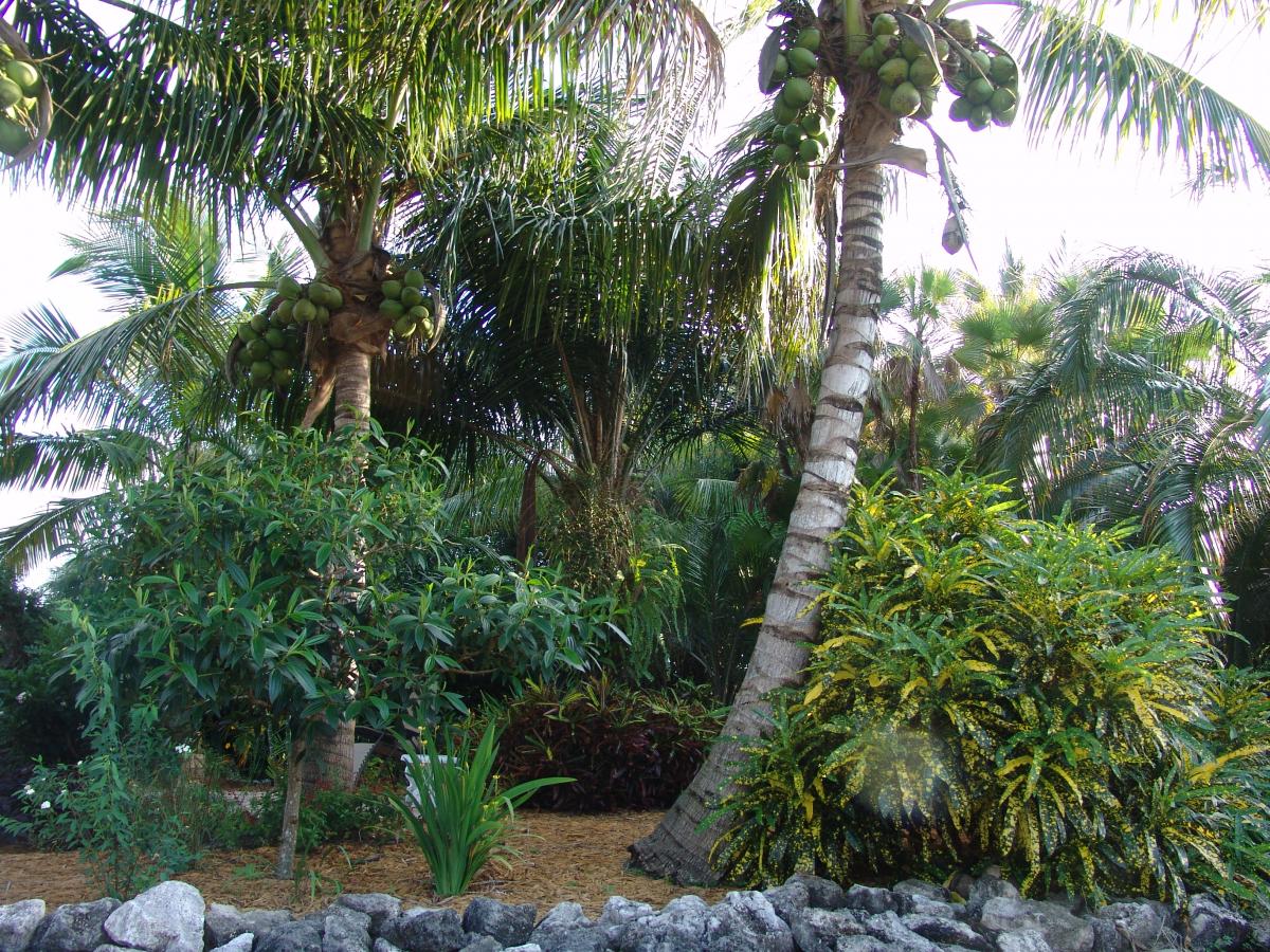 coconut queen palm for sale Coco Queen Palm - Live Plant in a 4 Inch Growers Pot - Syagrus Schizophylla x Romanzoffiana