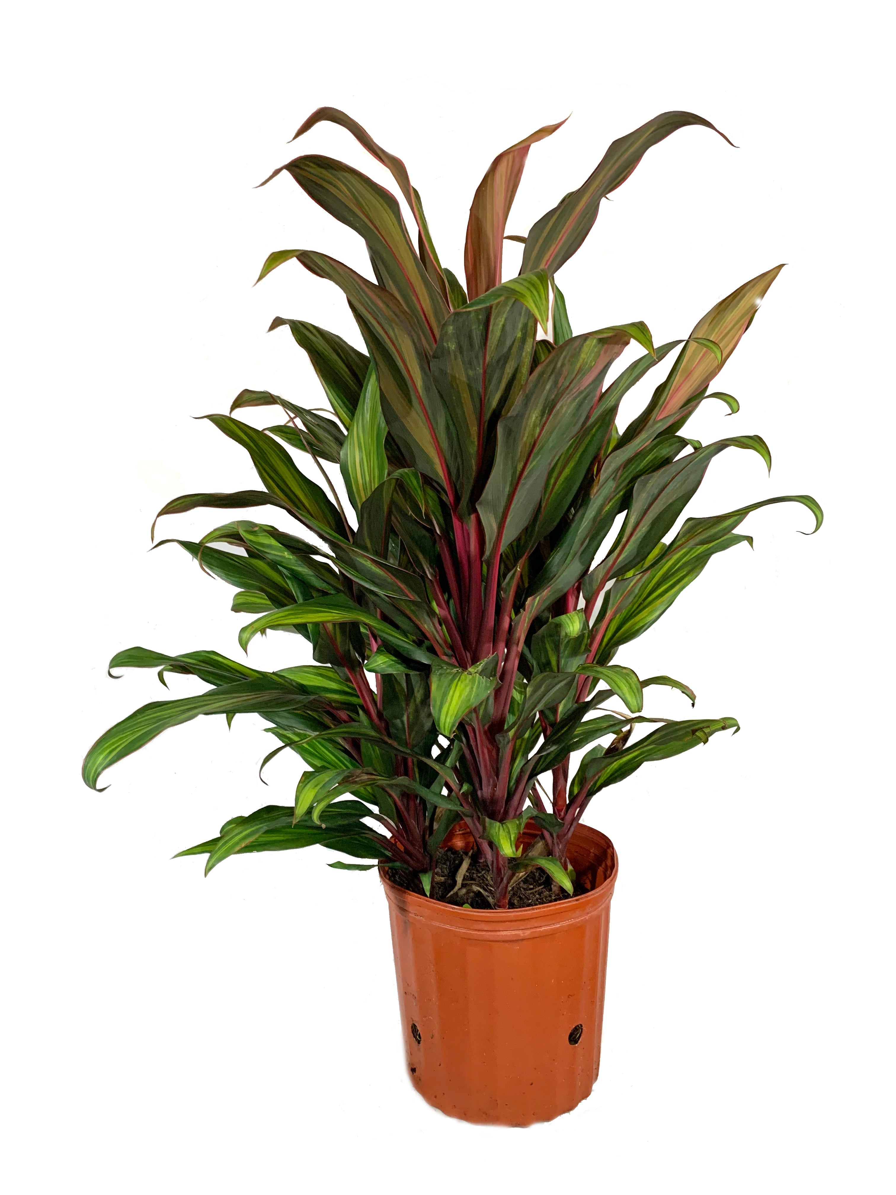 dracaena cordyline kiwi Cordyline Kiwi Ti Plant - Live Plant in an 10 Inch Growers Pot - Cordyline Fruticosa 'Kiwi'