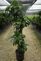 Dracaena Dorado Cane - 3 Staggered Canes - Live Plant in a 10 Inch Pot - Dracaena Deremensis &