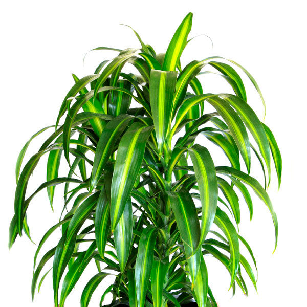hawaiian dracaena indoor plant Dracaena Hawaiian Sunshine - Live Plant in an 10 Inch Growers Pot - Dracaena Deremensis “Hawaiian Sunshine”
