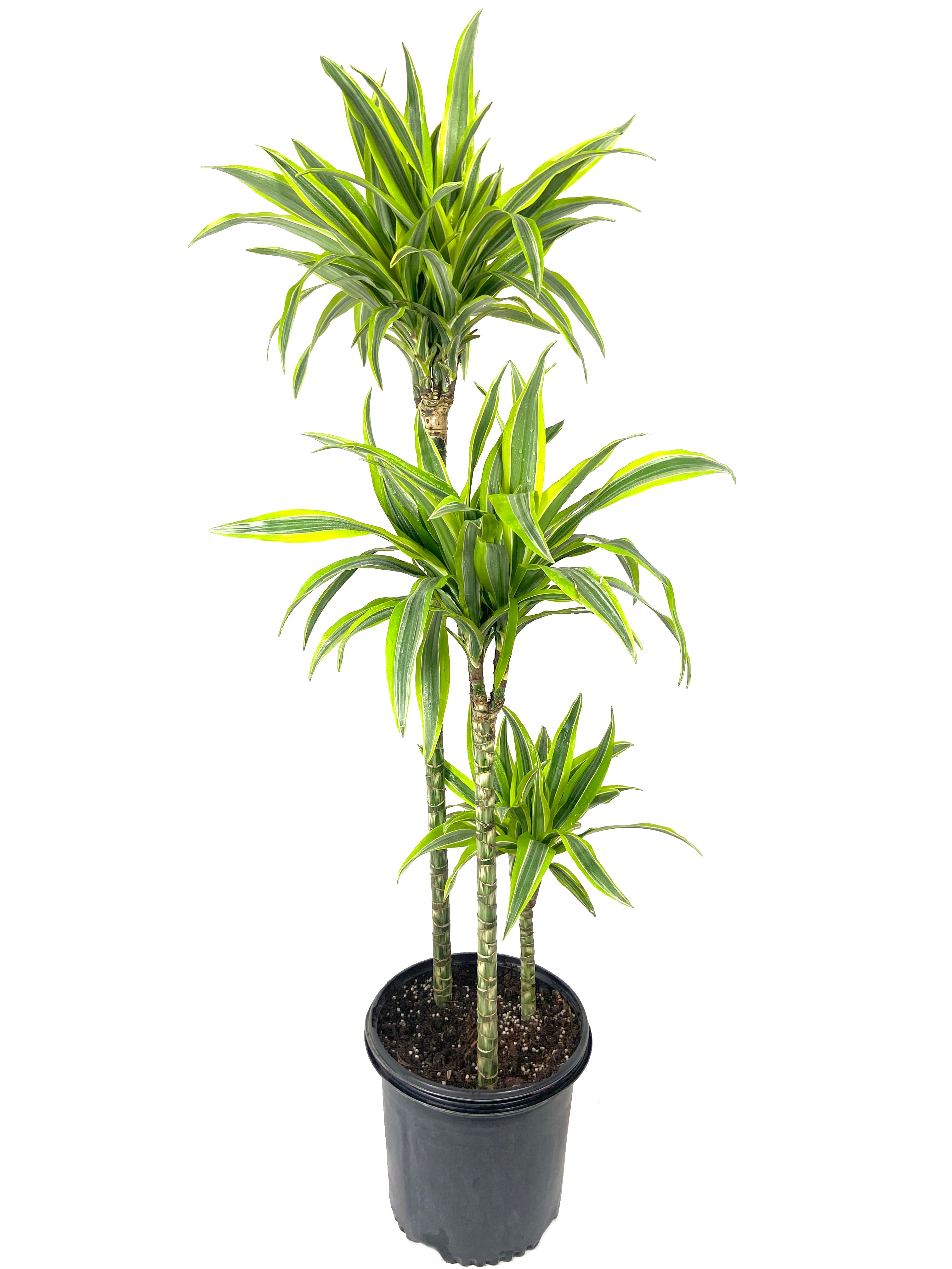 dracaena lemon lime air purifier Dracaena Lemon Lime Cane - Dragon Tree - 3 Staggered Canes - Live Plant in an 10 Inch Growers Pot - Dracaena Warneckii Lemon Lime'