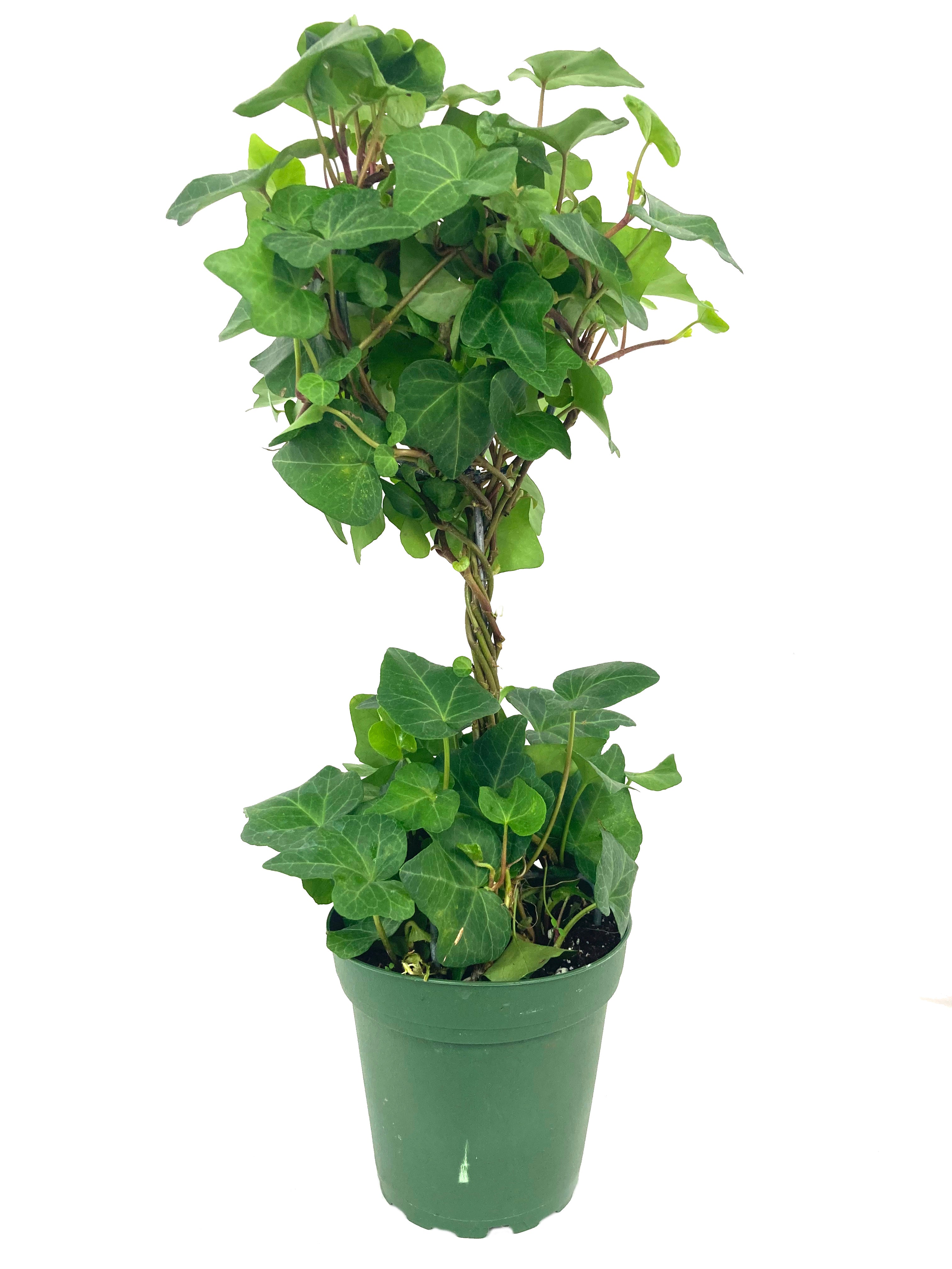 hedera indoor plant English Ivy Globe - Live Plant in a 6 Inch Growers Pot