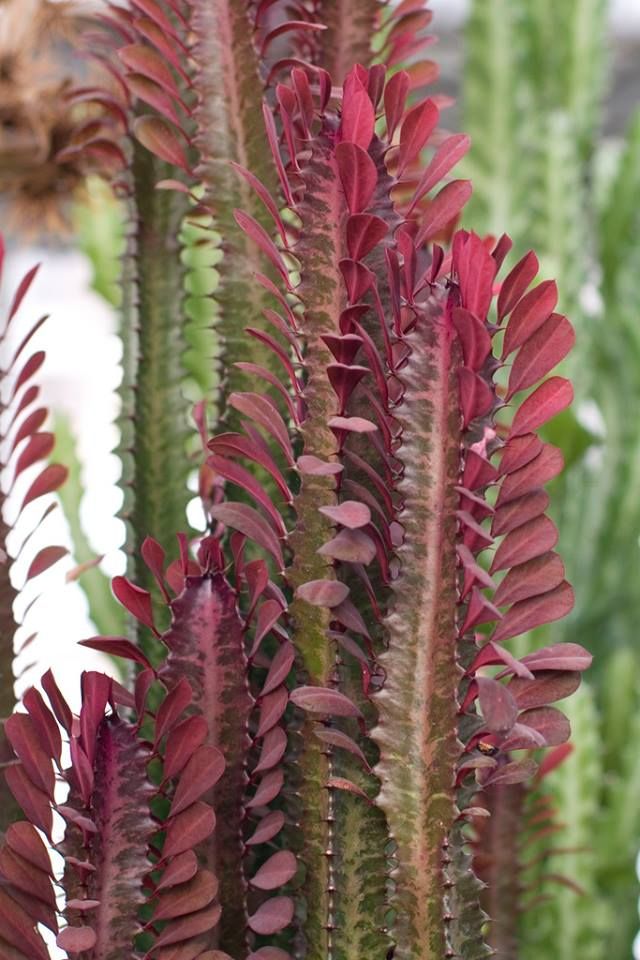 red stem succulent Euphorbia Trigona Red Cathedral Cactus - Live Plant in a 4 Inch Pot