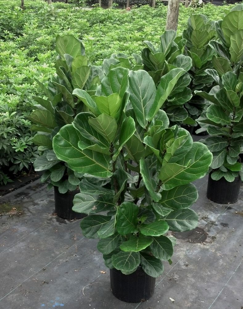 fiddle leaf fig bush vs tree Fiddle Leaf Fig Bush - Live Plant in a 10 Inch Pot - Ficus Lyrata
