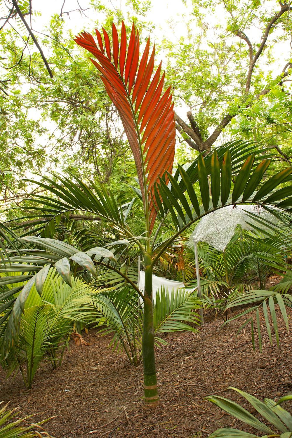 red palm like plant Red Flame Palm - Live Plant in a 3 Gallon Growers Pot