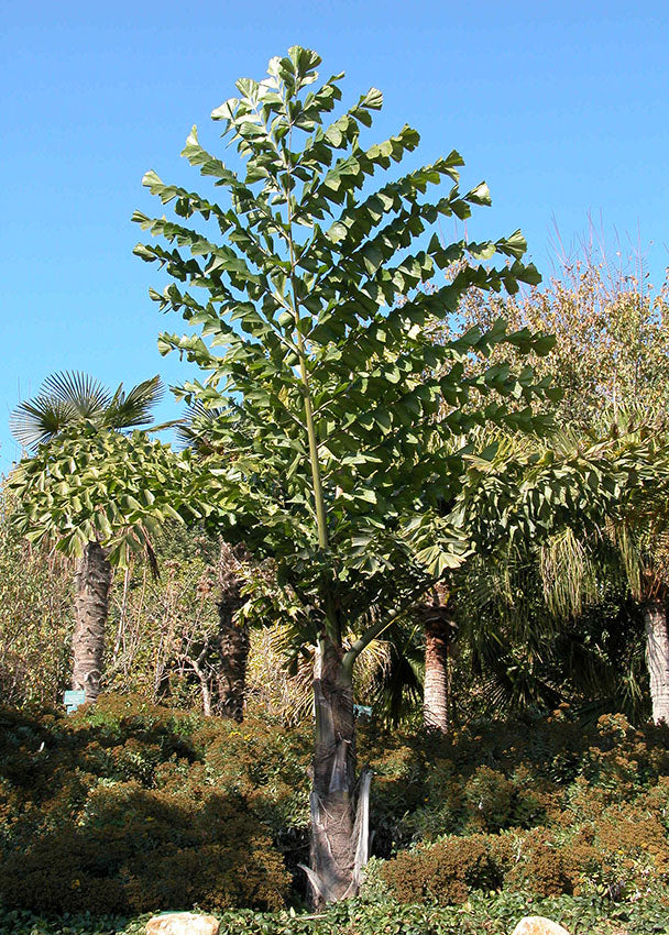 large leaf palm plants Giant Fishtail Palm - Live Plant in an 10 Inch Growers Pot