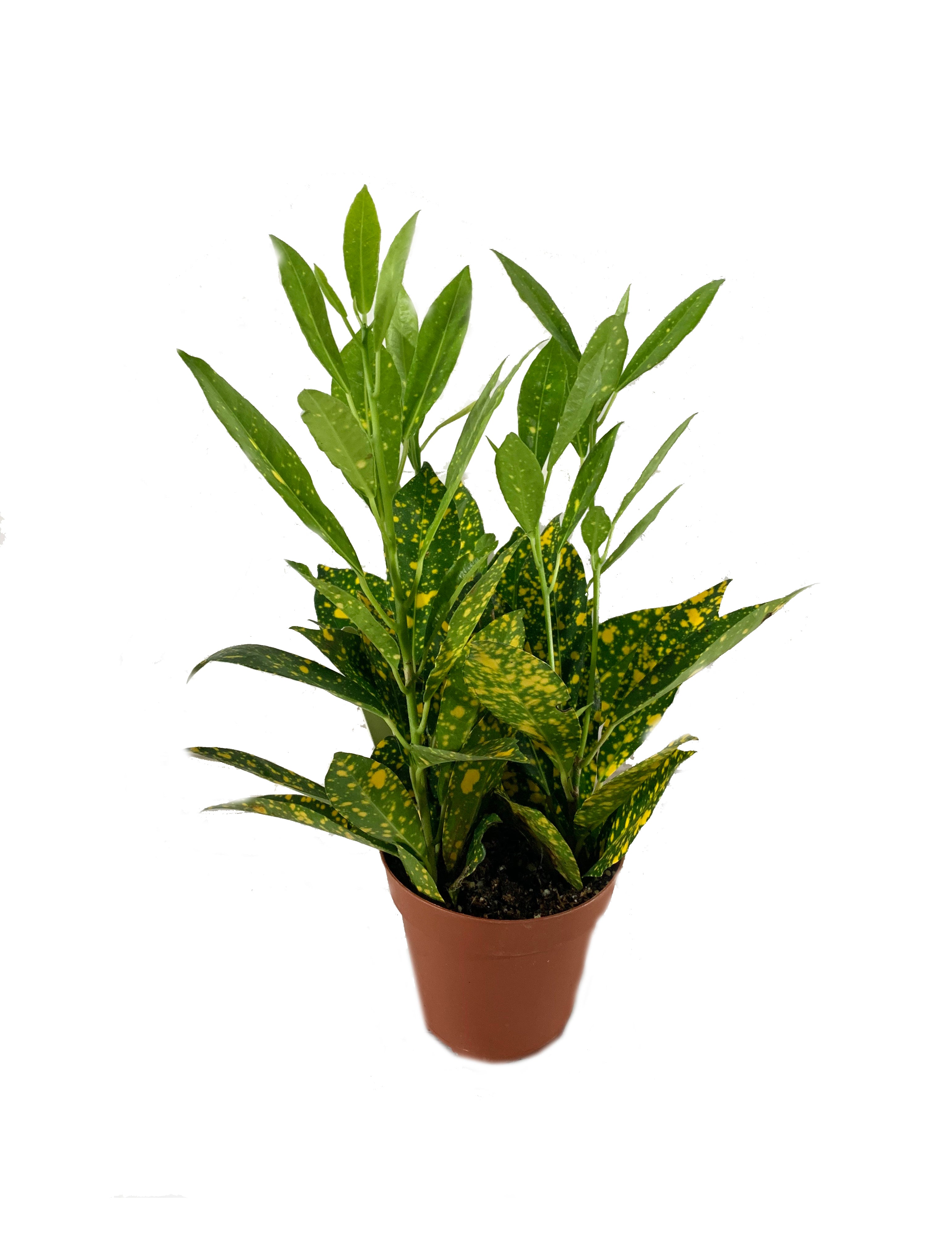 house plant shop croton 'gold dust Croton Gold Dust- Live Plant in a 4 Inch Pot - Codiaeum Variegatum 'Gold Dust'
