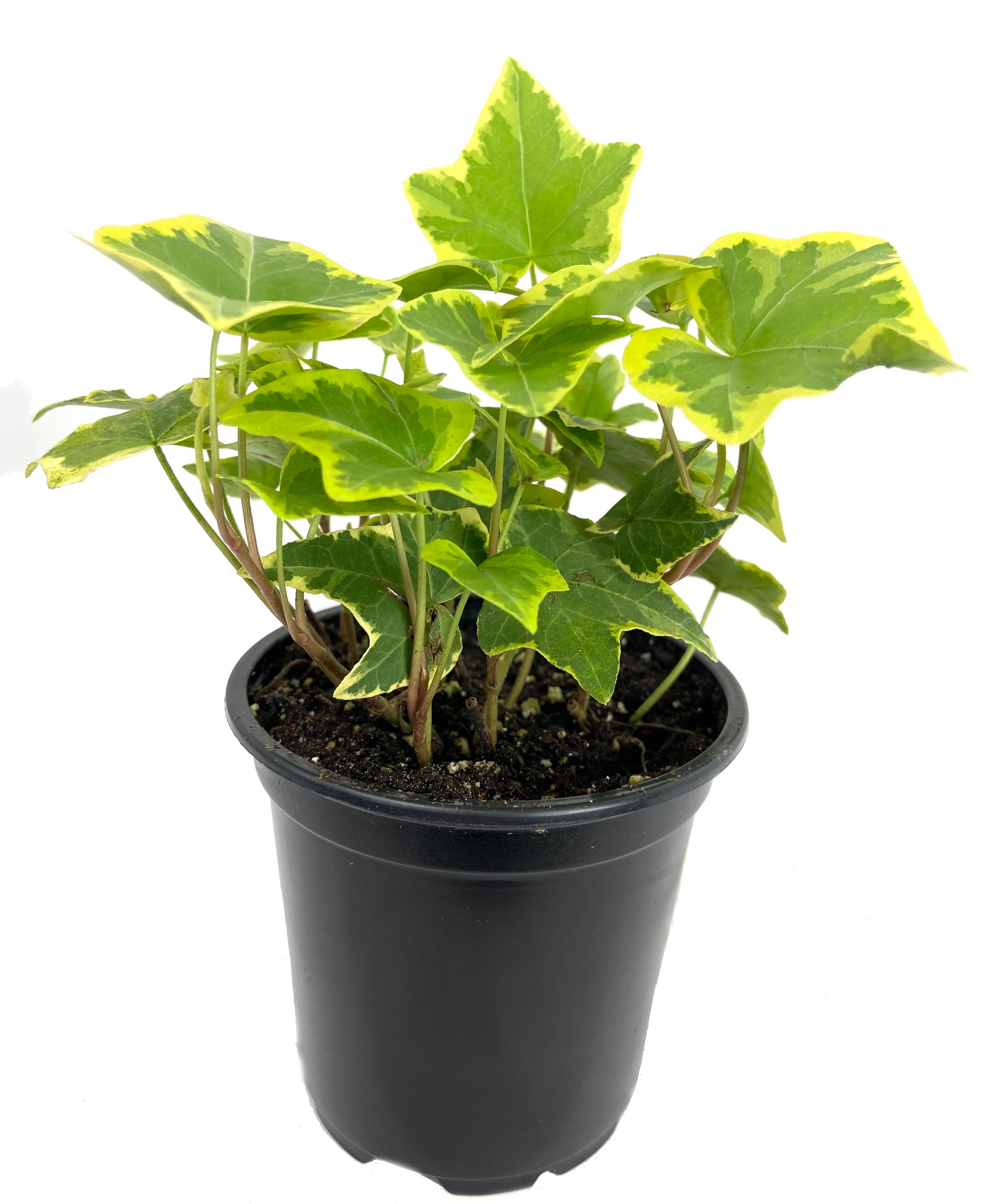 iv plant pot Golden English Ivy - Live Plants in 4 Inch Pots - Hedera Helix