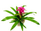 Guzmania Bromeliad Wall Hanger - Live Plant - Colors Chosen Based On Plants in Bloom - Hand Crafted - Beautiful Florist Quality Indoor Tropical Houseplant