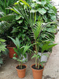 Illawarra King Palm - Live Plant in a 3 Gallon Growers Pot - Archontophoenix Cunninghamiana ‘Illawarra’ - Rare Ornamental Palms of Florida