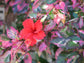 Hibiscus Red Hot - Live Plant in a 3 Gallon Pot - Hibiscus Rosa Sinensis &