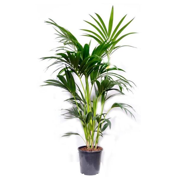 house plants palm like Kentia Palm - Live Plant in an 10 Inch Growers Pot - Howea Forsteriana