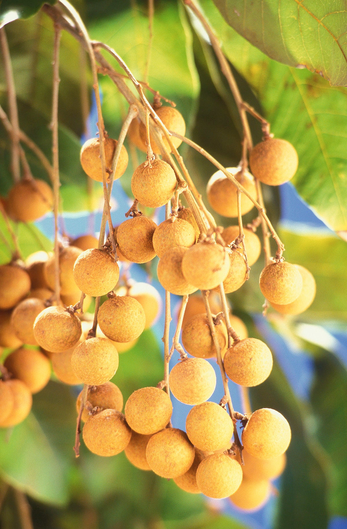 longan tree live plant in a 10 inch growers pot Longan Tree - Live Plant in a 10 Inch Growers Pot - Dimocarpus Longan