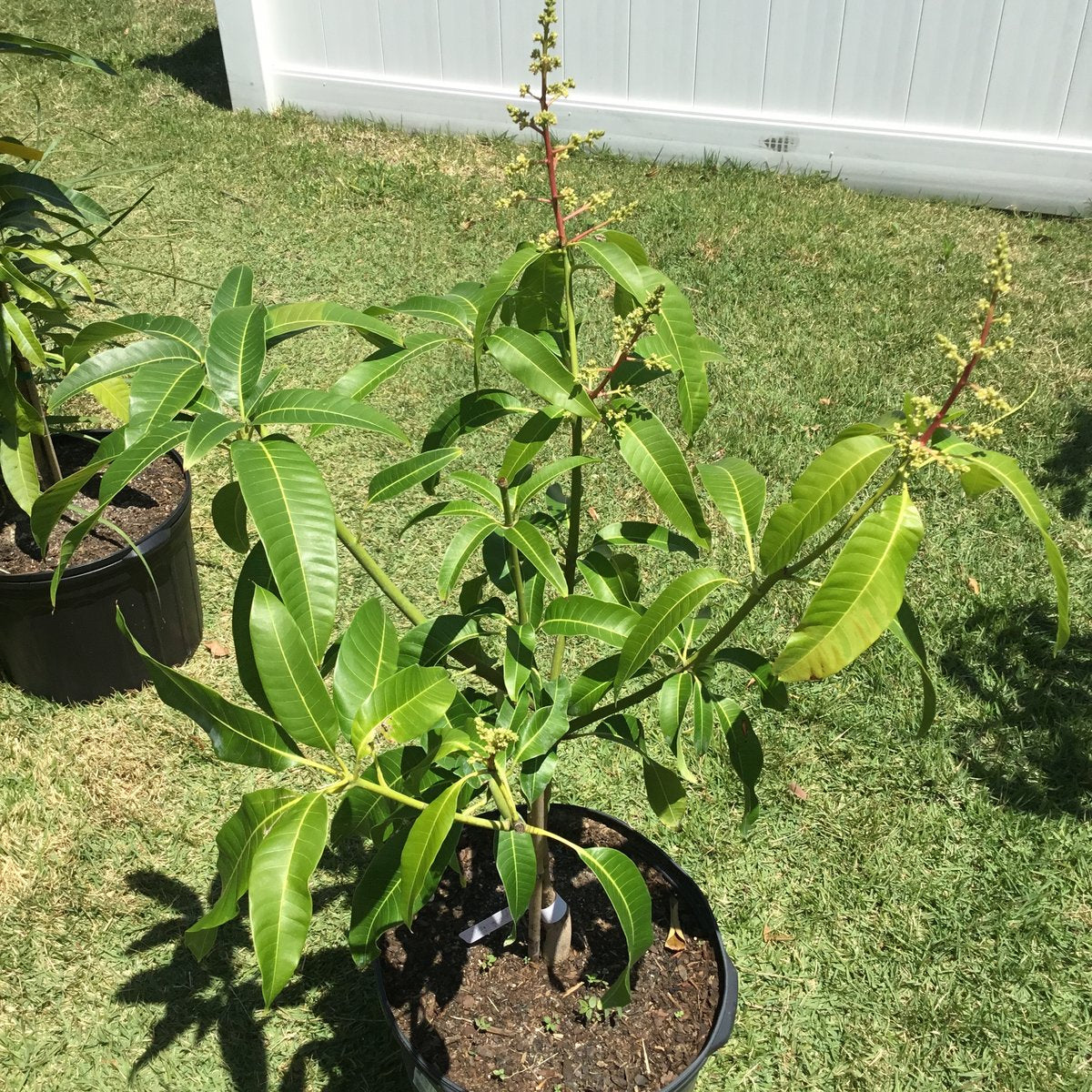 can i plant a mango tree in a pot Mango Tree - Live Fruit Tree in a 3 Gallon Pot