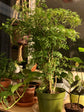 Ming Aralia - Live Plant in a 6 Inch Pot - Polyscias Fruticosa - Florist Quality Beautiful Easy Care Indoor Houseplant