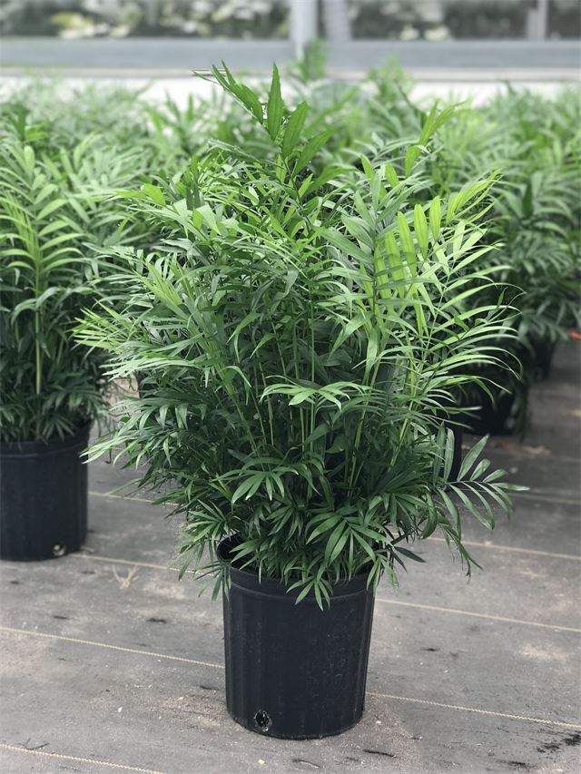 bella palm plant care Neanthe Bella Parlor Palm - Live Plant in an 10 Inch Pot - Chamaedorea Elegans