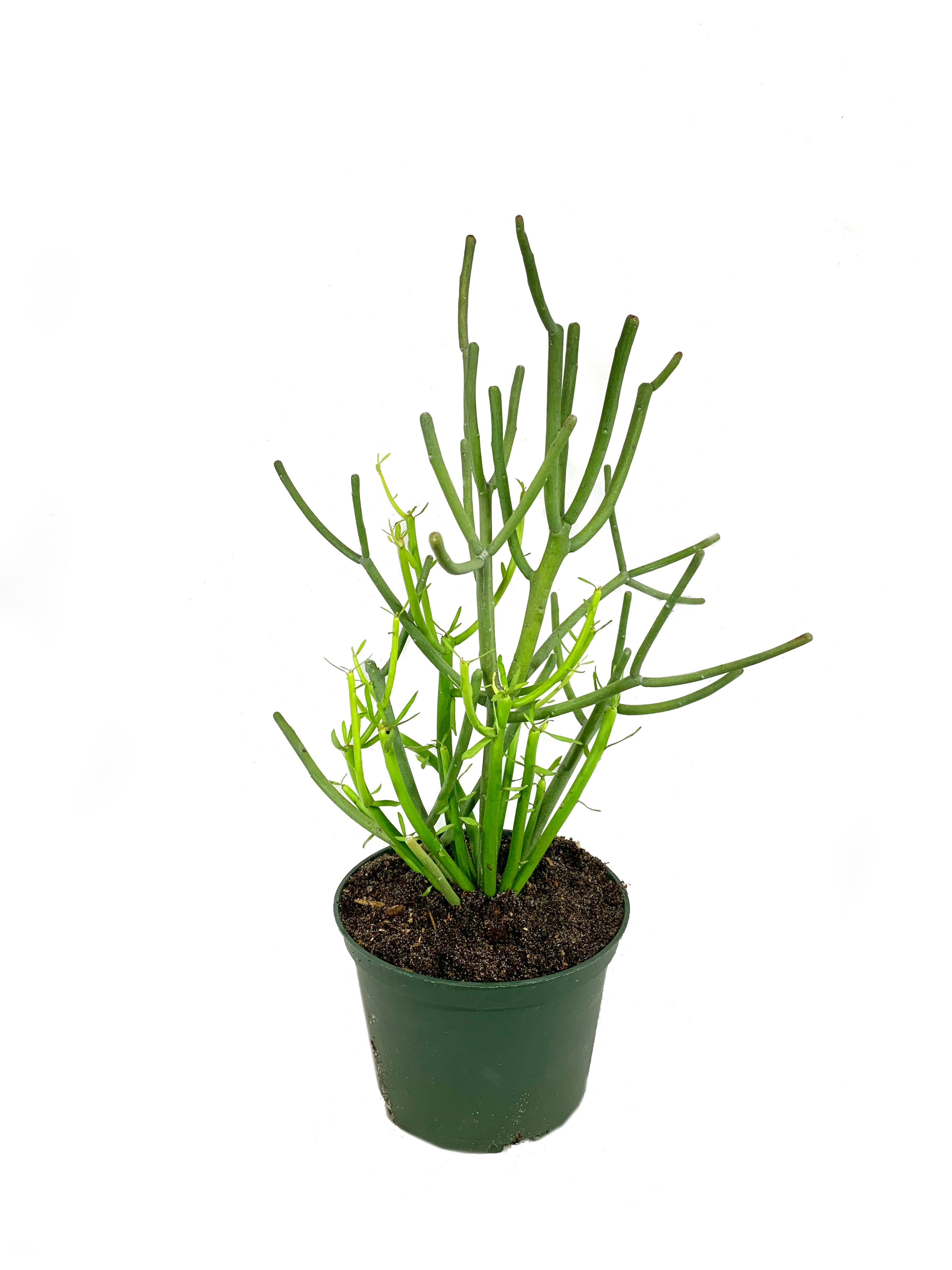 pencil cactus succulent Pencil Cactus - Live Plant in a 6 Inch Pot - Euphorbia Tirucalli
